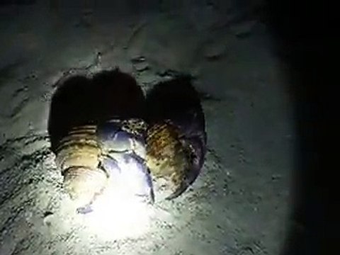 nice couple of hermit crabs (video fish water marine deep sea pet beach)