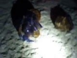 notice copulating hermit crabs (video fish water marine deep sea pet beach)