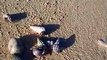 the group of hermit crabs (video fish water marine deep sea pet beach)
