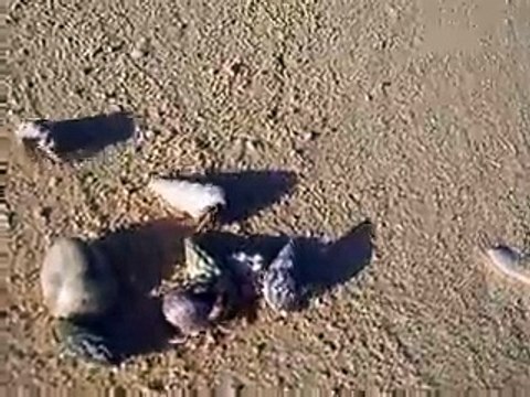 the group of hermit crabs (video fish water marine deep sea pet beach)