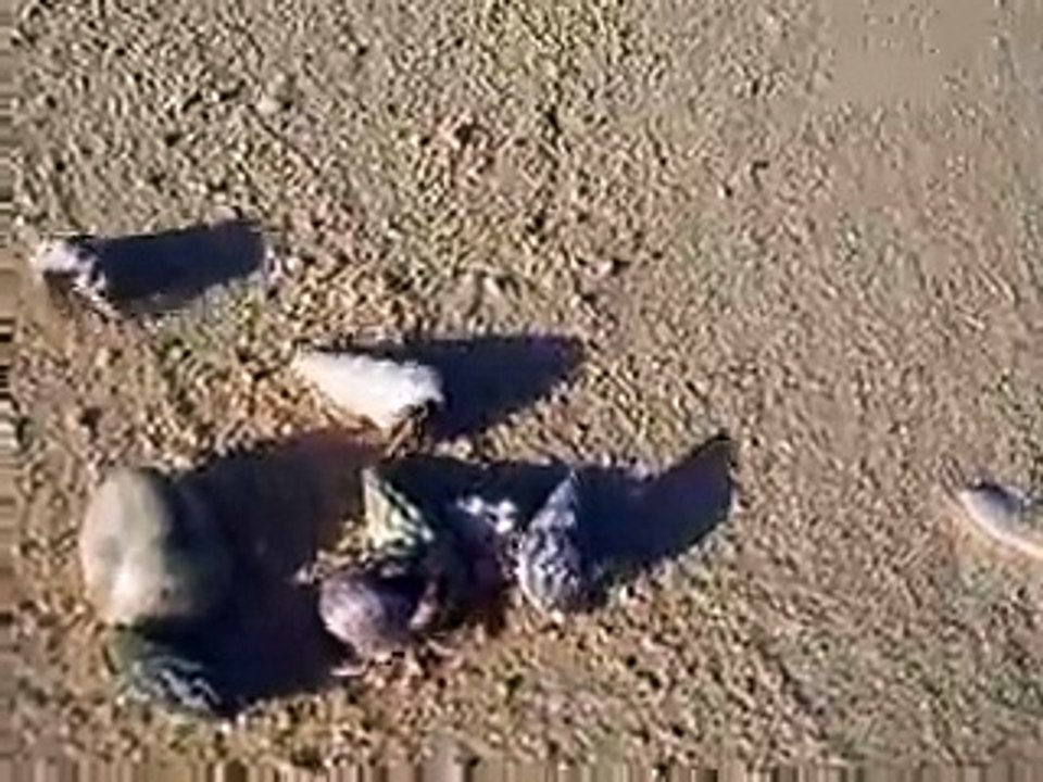 the group of hermit crabs (video fish water marine deep sea pet beach)