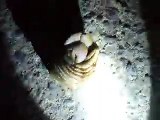 the hermit crab's moving in the night beach (video  fish water marine deep sea pet beach)