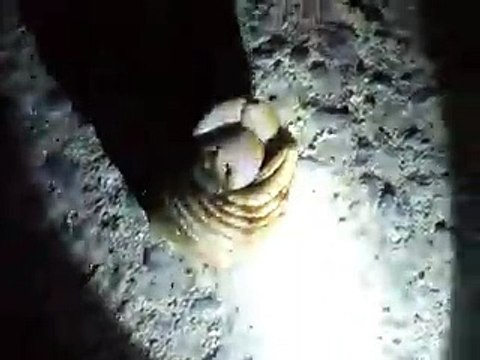 the hermit crab's moving in the night beach (video fish water marine deep sea pet beach)