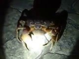 The running crab (video fish water marine deep sea pet beach)