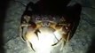 The running crab (video fish water marine deep sea pet beach)