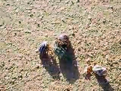 the small hermit crab's meeting (video fish water marine deep sea pet beach)