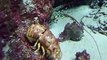 rare! The slipper lobsters (video  fish water marine deep sea pet beach)