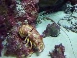 rare! The slipper lobsters (video  fish water marine deep sea pet beach)