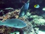 The funny face fish (video fish water marine deep sea pet beach)