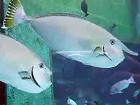 The funny face fishes (video fish water marine deep sea pet beach)