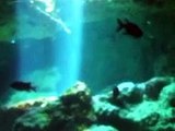 The mysterious of deep sea (video  fish water marine deep sea pet beach)