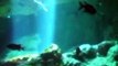 The mysterious of deep sea (video  fish water marine deep sea pet beach)