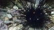The poison sea urchin(video fish water marine deep sea pet beach)