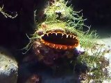 The devil's mouth! fluted giant clams (video  fish water marine deep sea pet beach)