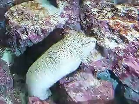 The giant eel's mouth (video fish water marine deep sea pet beach)