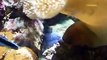 The mysterious of soft corals, sea mushroom (video  fish water marine deep sea pet beach)