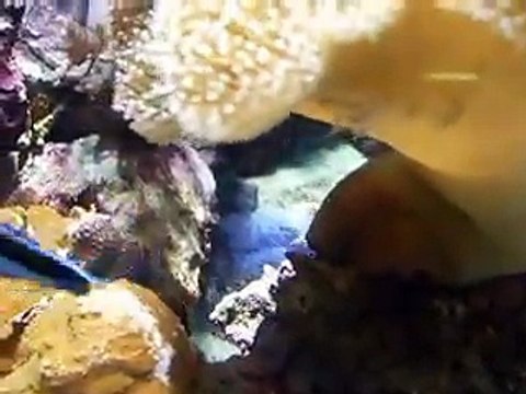 The mysterious of soft corals, sea mushroom (video fish water marine deep sea pet beach)