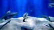 The mysterious white fishes (video fish water marine deep sea pet beach)