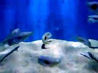 Descargar video: The mysterious white fishes (video fish water marine deep sea pet beach)