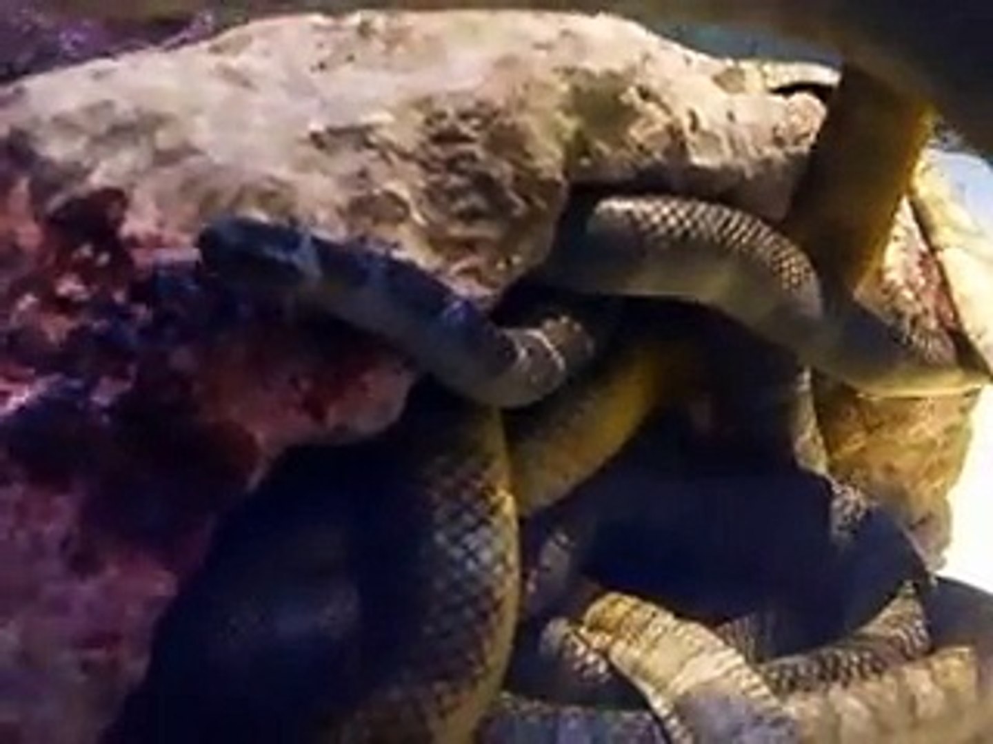 ⁣The poison sea snakes (video  fish water marine deep sea pet beach)