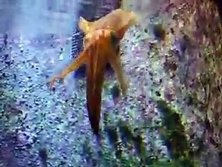 The swimming squid (video  fish water marine deep sea pet beach)