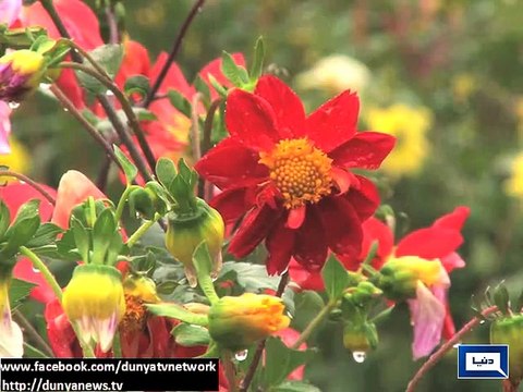 Dunya news-Rain, winds across country turn weather cold