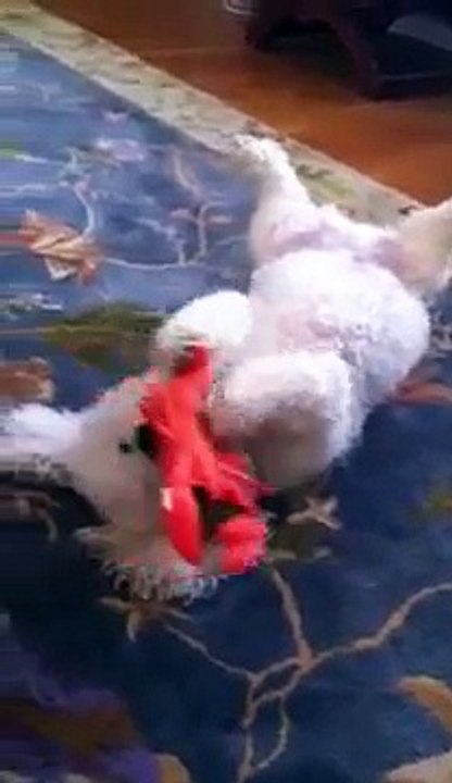 Bichon Frise playing