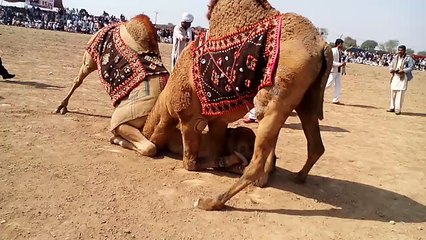 Amazing Fighting Of Camels In Cholistan