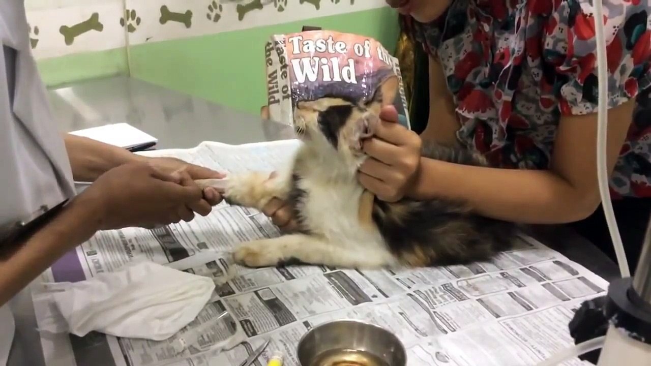 You won´t believe this kitty´s condition when we rescued her