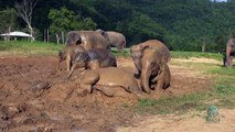 Baby elephant mud bath (Crazy mud fun)