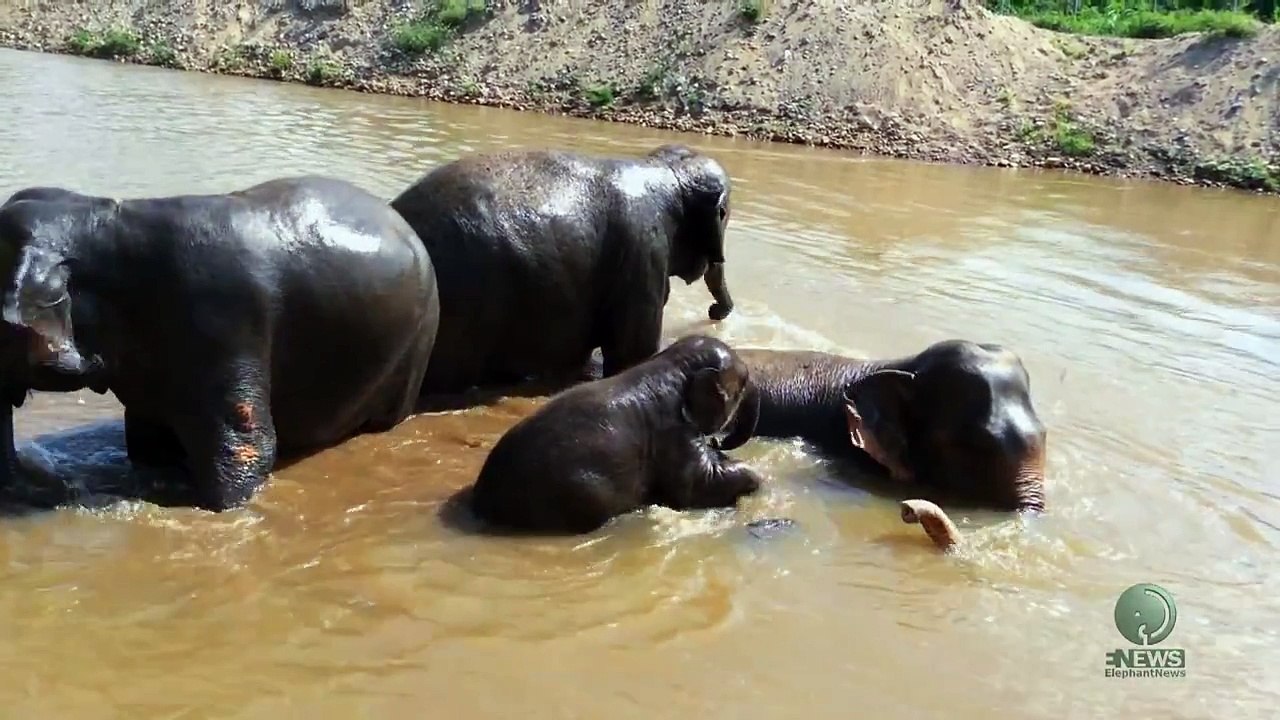 Elephant bath time naturally