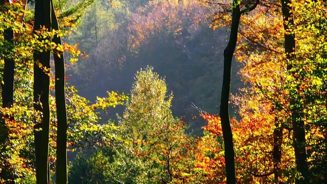 Frédéric Chopin - Nocturne in E flat Major Op. 9 No 2