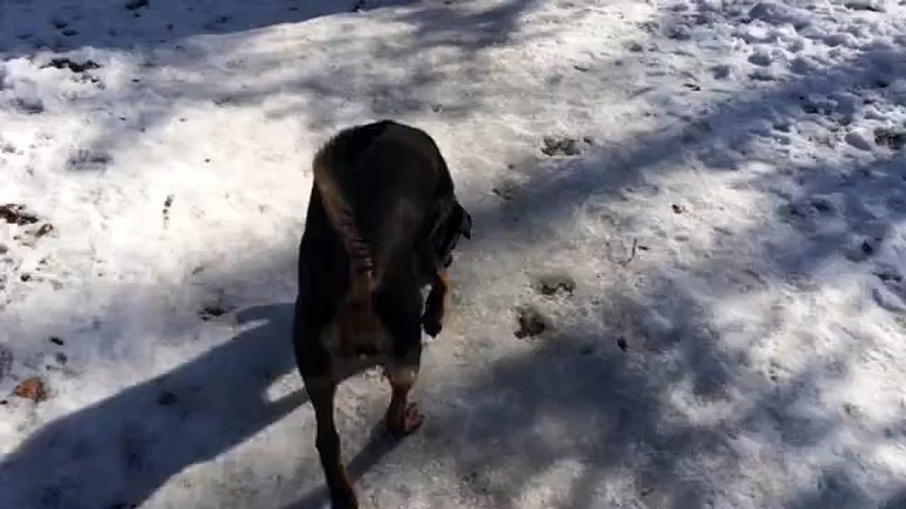 Rottweiler Crushing Ice