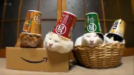 Sleeping cats in hats Funny Video Funny Animal Videos