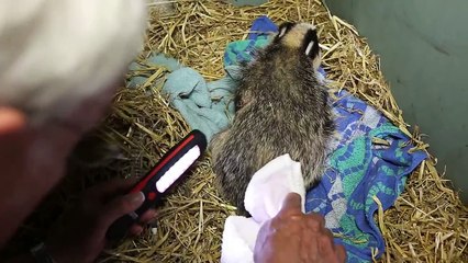 Badger Cub attacked by dogs - Day 2 of recovery