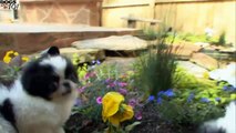 DOGS 101 - Japanese Chin [ENG]