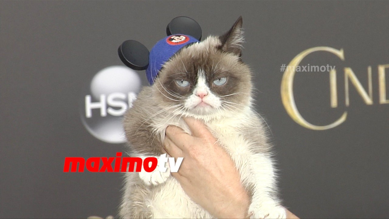 Grumpy Cat Pissed! Cinderella World Premiere