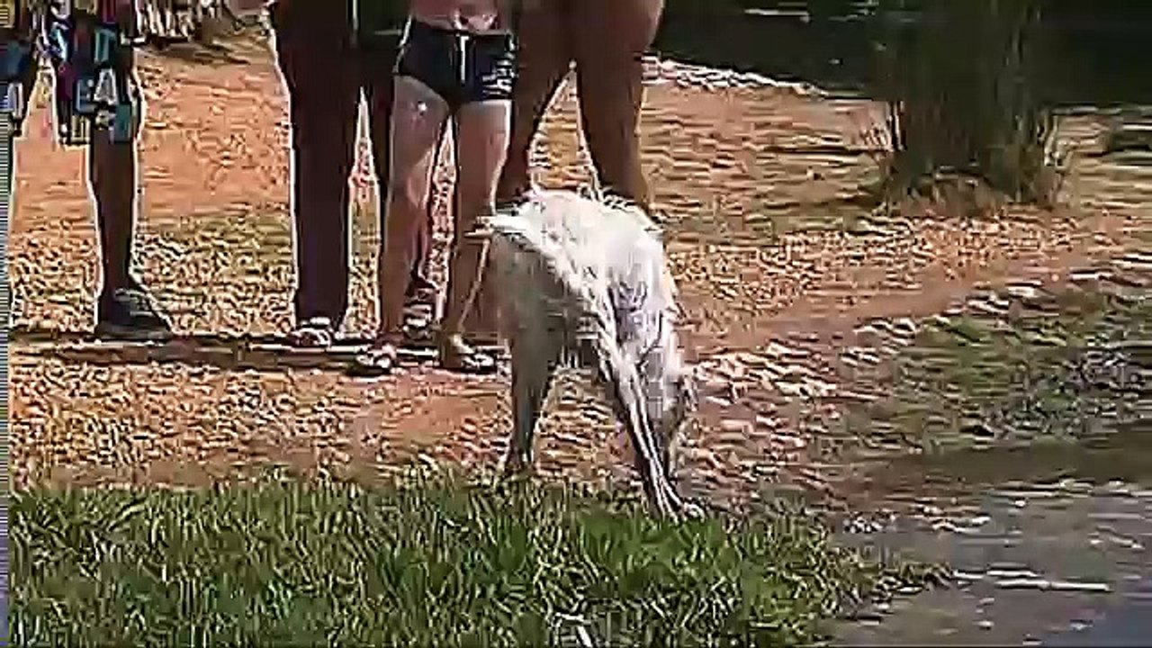 Shô Cabréste (5) - Biche Carpintêre