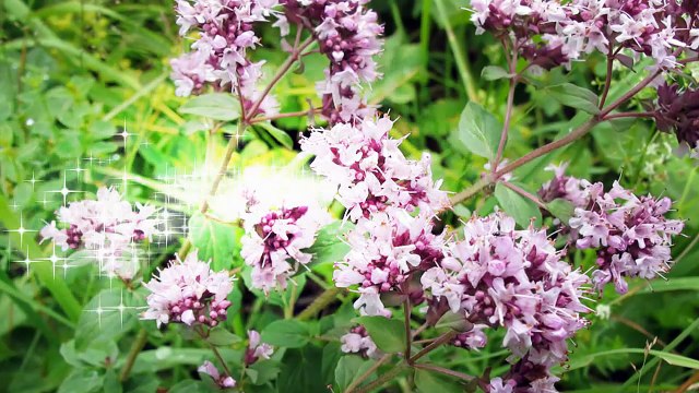 Травяной чай Купить травяной чай в Воронеже