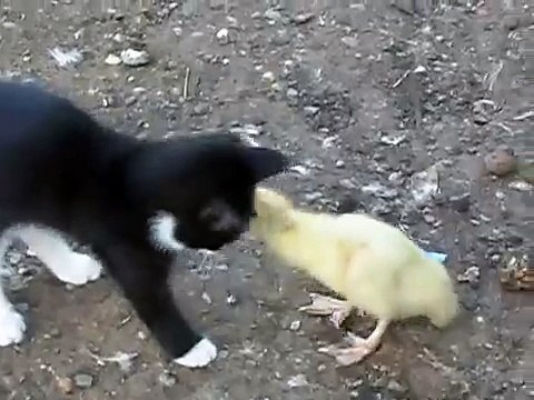 Funniest Kitten vs Duckling Battle - Котенок Против Утенка - Прикол!