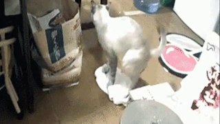 deaf cat