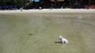 Bichon Frise Dogs Exploring the Sandbar  Chewang Beach Ko Samui Thailand