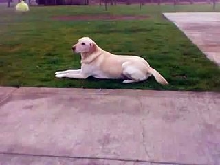 Dog gets high from eating a pot brownie