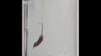 Fareyi Kuyruğundan Uçan Balonlara Bağlayıp Havaya Bıraktılar