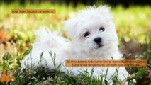Quick Guide To Living With And Caring For Your Dogs In Dubai