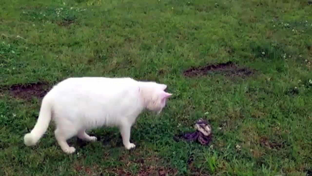 cat vs snake very funny