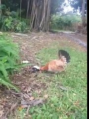 Momma Hen Feeding Babies :)