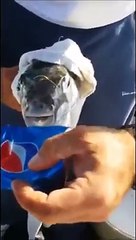 OHAA..Balığın Ağzı Bıçak Gibi..