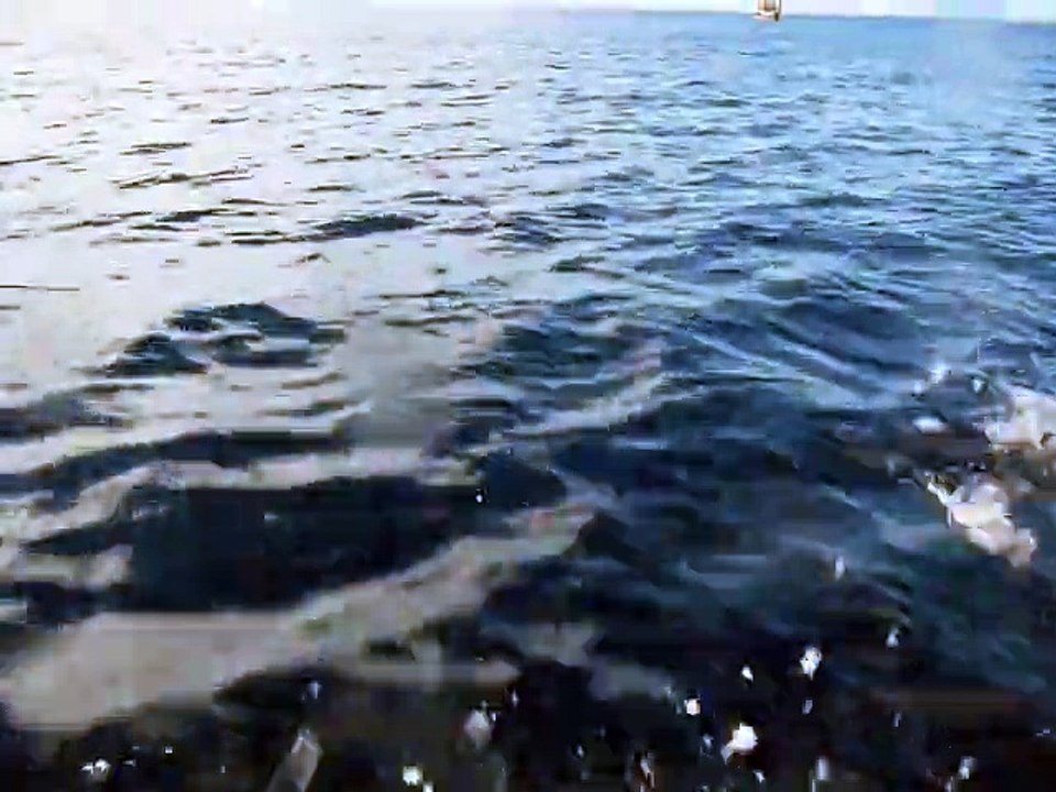 Dauphins spot des surfeurs Nouméa