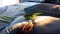 My Playful Budgie Talking